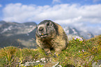 alpine marmot