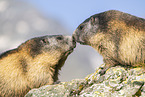 alpine marmot