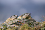 alpine marmot