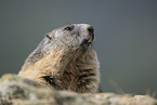 alpine marmot