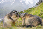 alpine marmot
