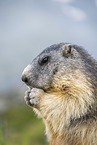 alpine marmot