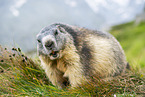 alpine marmot