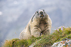 alpine marmot