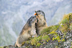 alpine marmot