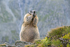 alpine marmot