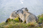 alpine marmot