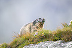alpine marmot