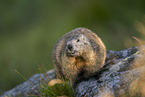 alpine marmot