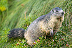 alpine marmot
