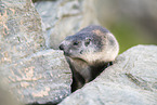 alpine marmot