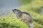 alpine marmot