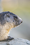 alpine marmot