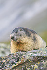 alpine marmot