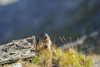 alpine marmot
