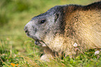 alpine marmot