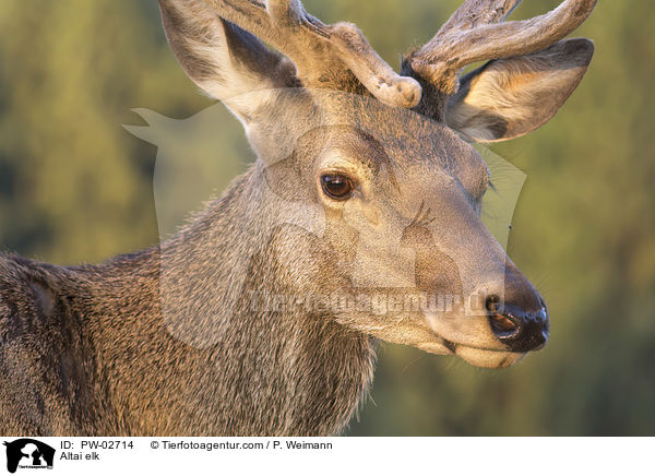 Altai elk / PW-02714