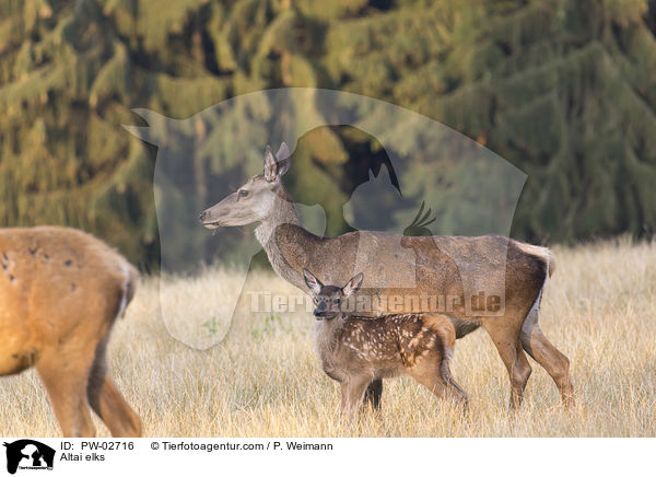 Altai-Marale / Altai elks / PW-02716