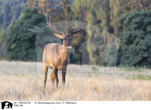 Altai-Maral / Altai elk / PW-02722