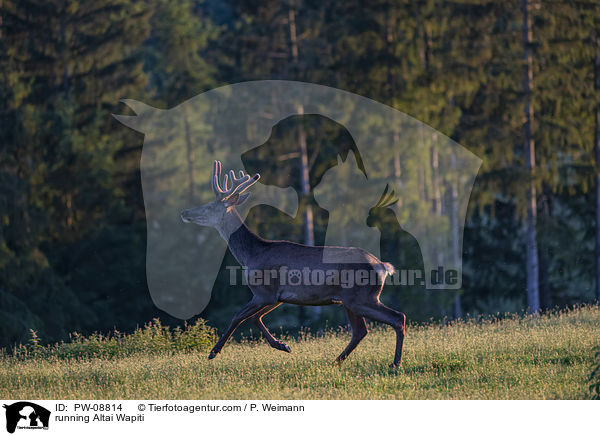 rennender Altai-Maral / running Altai Wapiti / PW-08814