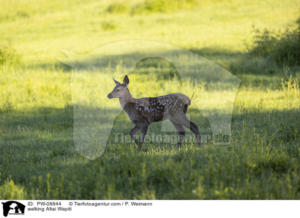 laufender Altai-Maral / walking Altai Wapiti / PW-08844