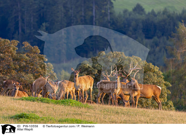 Altai-Maral / Altai Wapiti / PW-10558