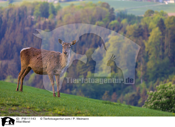 Altai-Maral / Altai-Maral / PW-11143