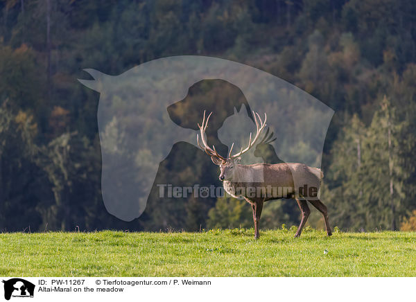 Altai-Maral auf der Wiese / Altai-Maral on the meadow / PW-11267