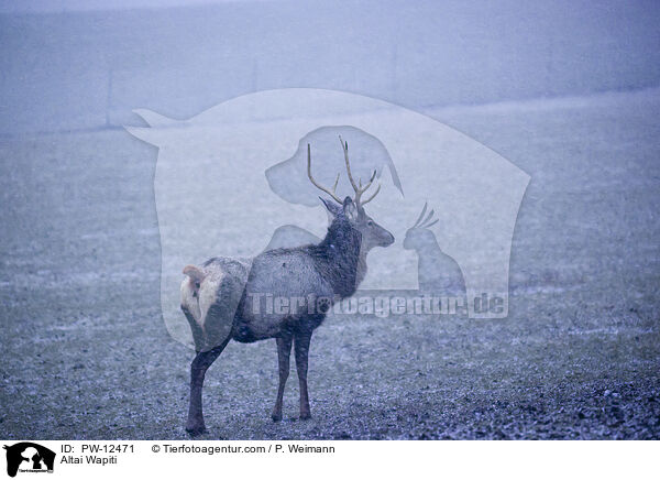 Altai-Maral / Altai Wapiti / PW-12471