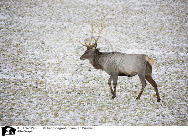 Altai Wapiti / PW-12483