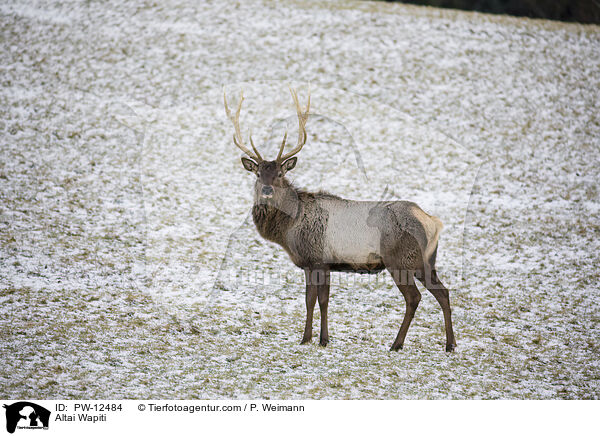 Altai Wapiti / PW-12484