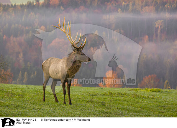 Altai-Maral / Altai-Maral, / PW-14428