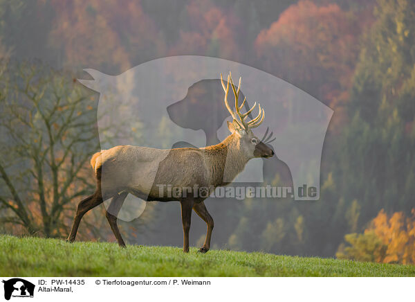 Altai-Maral / Altai-Maral, / PW-14435