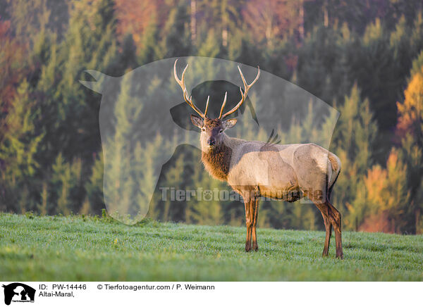 Altai-Maral / Altai-Maral, / PW-14446