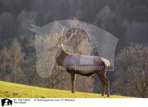 Altai-Maral / Altai Wapiti / PW-14604