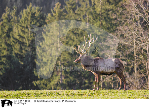 Altai-Maral / Altai Wapiti / PW-14606