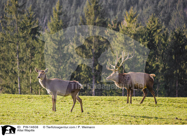 Altai-Marale / Altai Wapitis / PW-14608