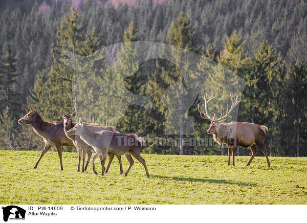 Altai-Marale / Altai Wapitis / PW-14609