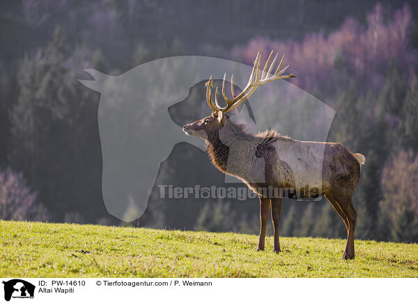 Altai-Maral / Altai Wapiti / PW-14610