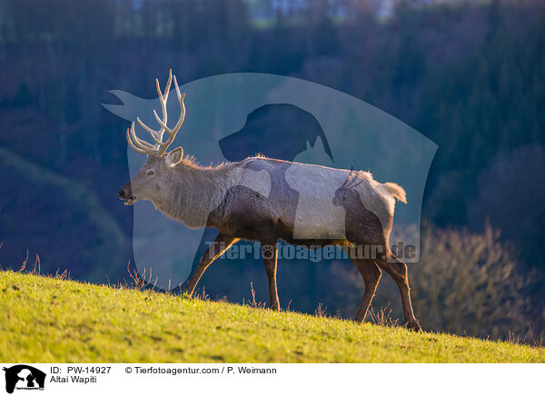 Altai-Maral / Altai Wapiti / PW-14927