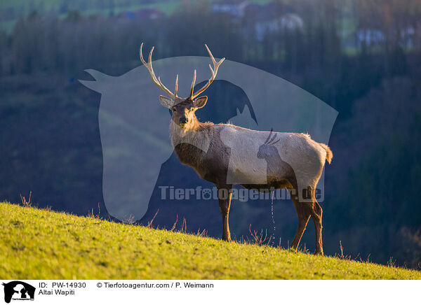 Altai-Maral / Altai Wapiti / PW-14930