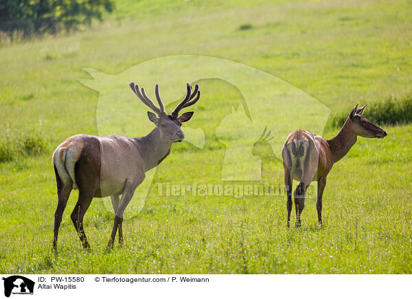 Altai-Marale / Altai Wapitis / PW-15580