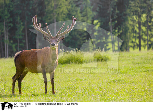 Altai Wapiti / PW-15581