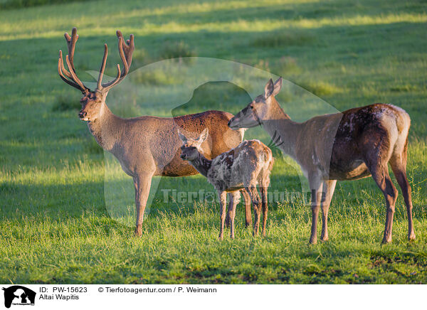 Altai-Marale / Altai Wapitis / PW-15623