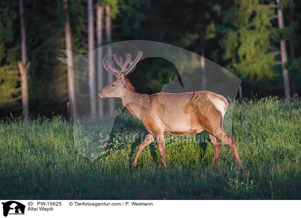 Altai-Maral / Altai Wapiti / PW-15625