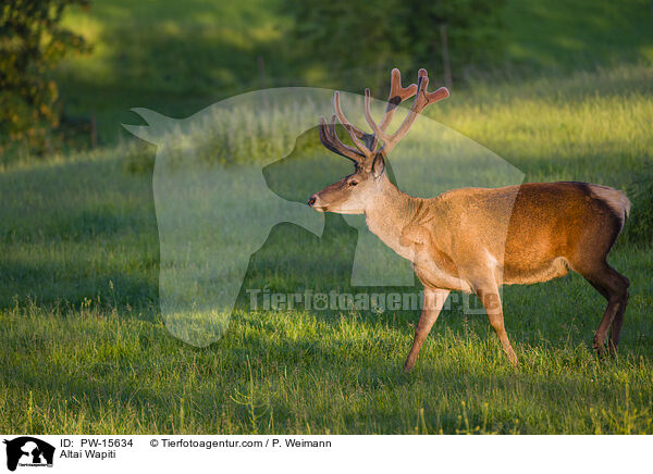 Altai Wapiti / PW-15634