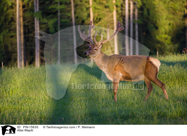 Altai-Maral / Altai Wapiti / PW-15635