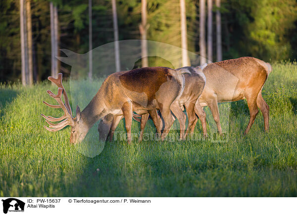 Altai-Marale / Altai Wapitis / PW-15637