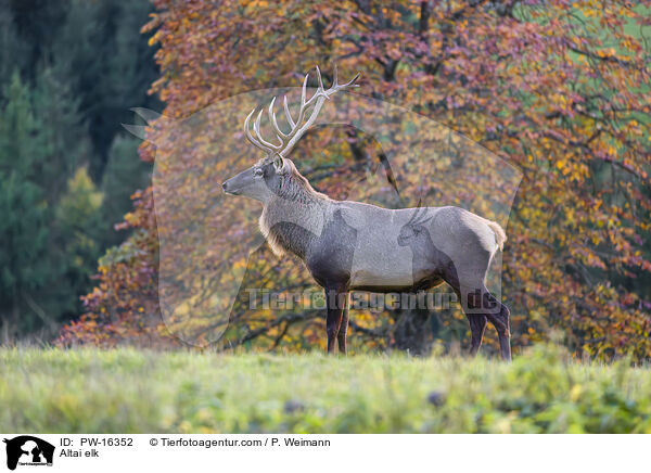 Altai-Maral / Altai elk / PW-16352