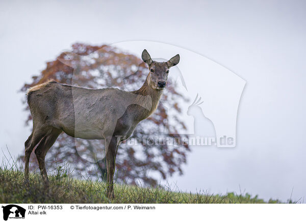 Altai-Maral / Altai elk / PW-16353